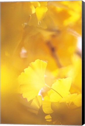 Framed Yellow Leaves, Autumn, Backlit Print