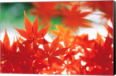 Framed Red Maple Leaves Print