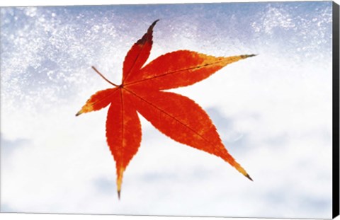 Framed Red Maple Leaf against White Background Print