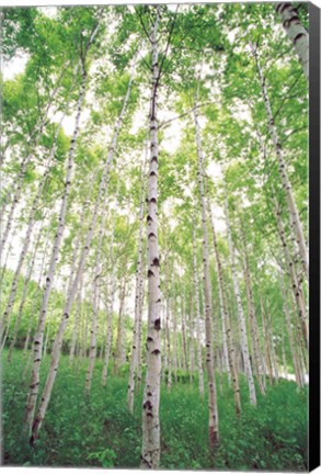 Framed Aspen Trees, View From Below (vertical) Print
