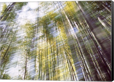 Framed Sunlight in Bamboo Forest Print