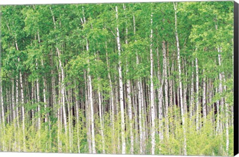 Framed Aspen Trees, View From Below (horizontal) Print