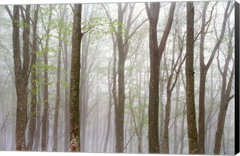 Framed Foggy Trees in Forest Print
