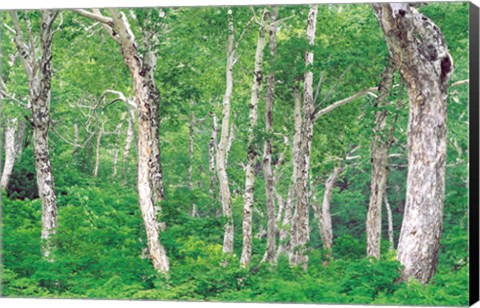 Framed Lush Forest Print