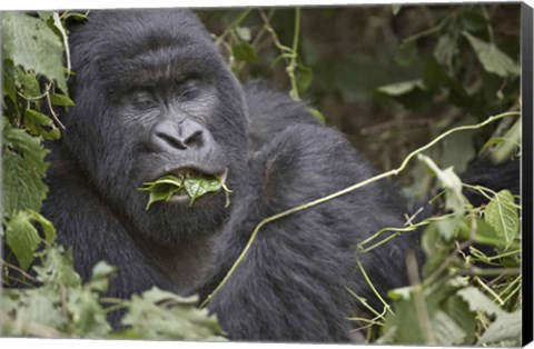 Framed Close-up of a Mountain gorilla (Gorilla beringei beringei) eating leaf, Rwanda Print