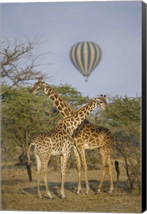 Framed Two Masai giraffes (Giraffa camelopardalis tippelskirchi) and a hot air balloon, Tanzania Print