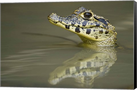 Framed Close-up of a caiman in lake, Pantanal Wetlands, Brazil Print