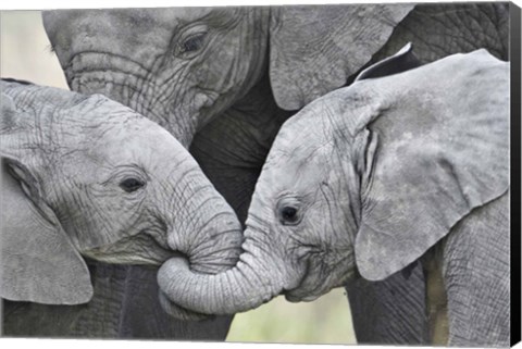 Framed African elephant calves (Loxodonta africana) holding trunks, Tanzania Print