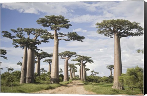 Framed Baobab Trees (Adansonia digitata) along a Dirt Road, Avenue of the Baobabs, Morondava, Madagascar Print