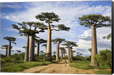 Framed Woman Walking between Baobab Trees, Avenue of the Baobabs, Morondava, Madagascar Print