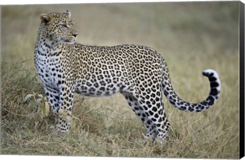 Framed Close-up of a leopard (Panthera pardus) in a forest, Tanzania Print