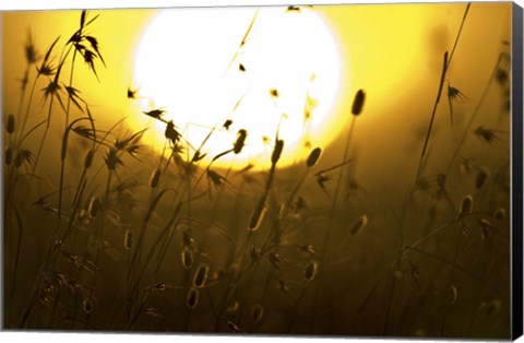 Framed Silhouette of grass at sunrise, Tanzania Print