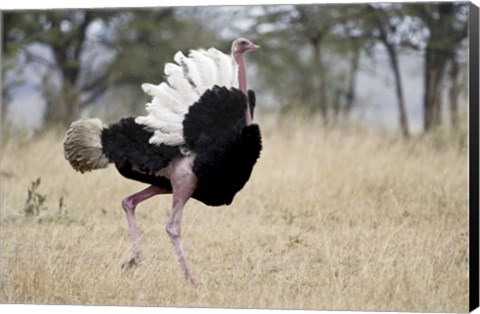 Framed Masai ostrich (Struthio camelus massaicus) in a forest, Tanzania Print