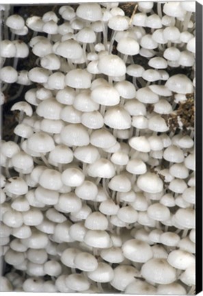Framed Close-up of mushrooms, Madagascar Print