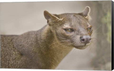 Framed Close-up of a fossa (Cryptoprocta ferox), Madagascar Print