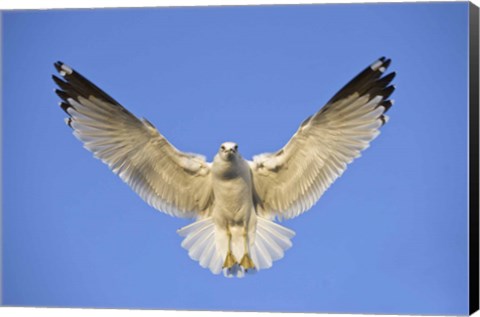 Framed Ring Billed Gull (Larus delawarensis) in flight, California, USA Print