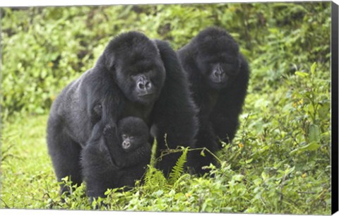 Framed Mountain gorillas (Gorilla beringei beringei) with baby, Rwanda Print