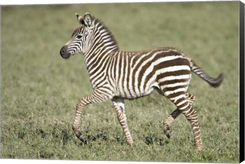 Framed Burchell&#39;s zebra (Equus quagga burchellii) colt walking, Tanzania Print