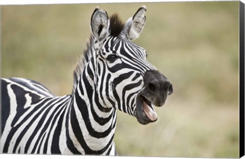 Framed Burchell&#39;s zebra (Equus quagga burchellii) smiling, Tanzania Print