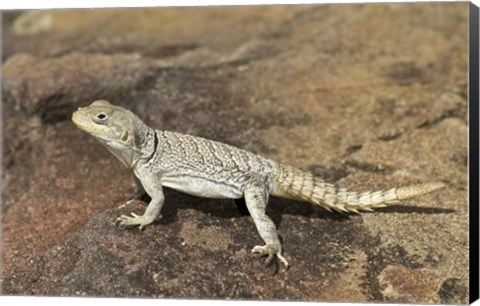Framed Close-up of a lizard (Oplurus cyclurus), Madagascar Print