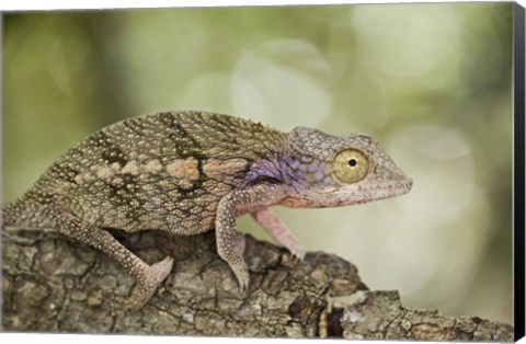 Framed Close-up of a chameleon on a branch, Madagascar Print