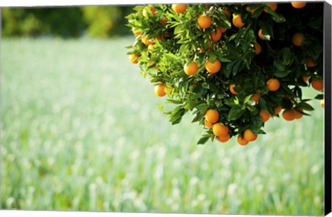 Framed Oranges on a Tree, Santa Paula, California Print