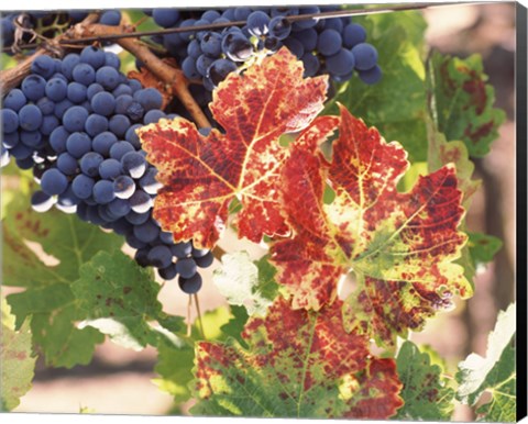 Framed Grapes on the Vine, Wine Country, California Print