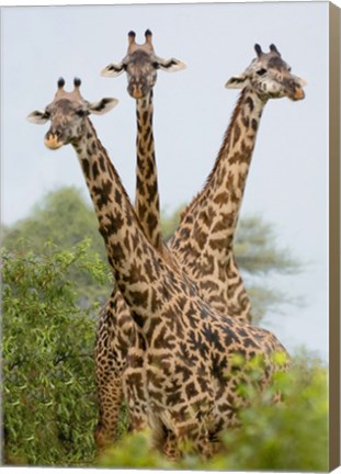 Framed Three Masai giraffe standing in a forest, Lake Manyara, Lake Manyara National Park, Tanzania Print