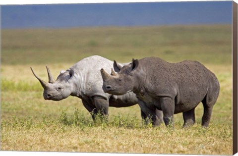 Framed Side profile of two Black rhinoceroses standing in a field, Ngorongoro Crater, Ngorongoro Conservation Area, Tanzania Print