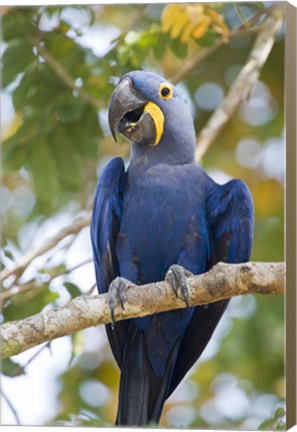 Framed Hyacinth macaw, Brazil Print