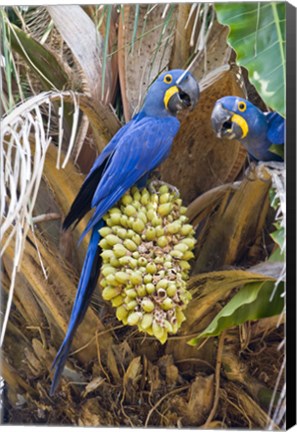 Framed Hyacinth macaws eating palm nuts, Three Brothers River, Meeting of the Waters State Park, Pantanal Wetlands, Brazil Print