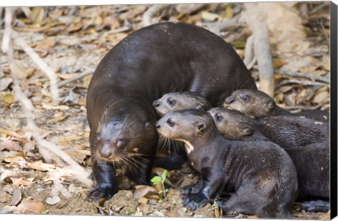 Framed Otter with Cubs, Three Brothers River, Meeting of the Waters State Park, Pantanal Wetlands, Brazil Print