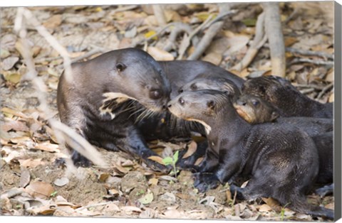 Framed Giant Otter with its Cubs, Three Brothers River, Pantanal Wetlands, Brazil Print