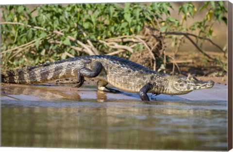 Framed Yacare caiman at riverbank, Three Brothers River, Meeting of the Waters State Park, Pantanal Wetlands, Brazil Print