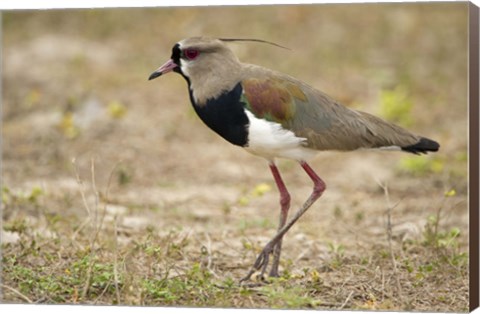 Framed Close-up of a Southern lapwing, Three Brothers River, Meeting of the Waters State Park, Pantanal Wetlands, Brazil Print