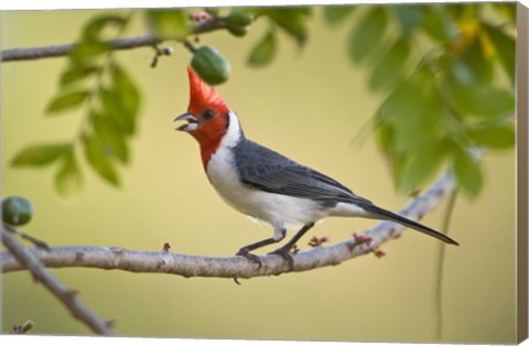 Framed Red-Crested cardinal on a branch, Three Brothers River, Meeting of the Waters State Park, Pantanal Wetlands, Brazil Print