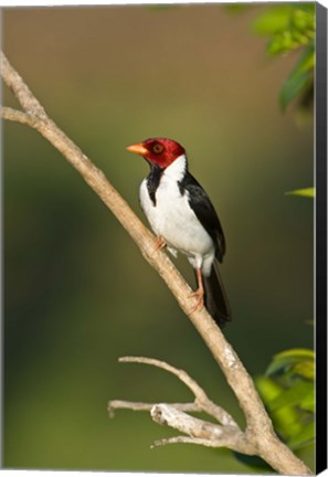 Framed Yellow-Billed cardinal on a branch, Three Brothers River, Pantanal Wetlands, Brazil (vertical) Print