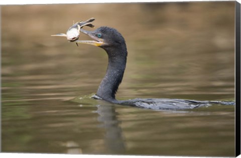 Framed Neotropic cormorant with fish in beak, Three Brothers River, Meeting of the Waters State Park, Pantanal Wetlands, Brazil Print