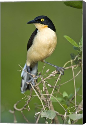 Framed Close-up of a Black-Capped donacobius, Three Brothers River, Meeting of the Waters State Park, Pantanal Wetlands, Brazil Print