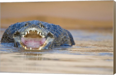 Framed Yacare caiman in a river, Three Brothers River, Meeting of the Waters State Park, Pantanal Wetlands, Brazil Print