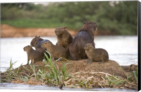 Framed Capybara family on a rock, Three Brothers River, Meeting of the Waters State Park, Pantanal Wetlands, Brazil Print