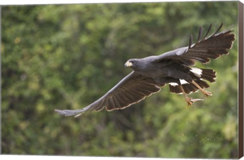 Framed Great Black hawk in flight, Three Brothers River, Meeting of the Waters State Park, Pantanal Wetlands, Brazil Print
