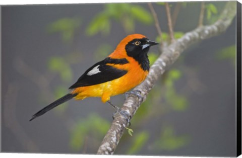 Framed Orange-Backed troupial perching on a branch, Three Brothers River, Meeting of the Waters State Park, Pantanal Wetlands, Brazil Print