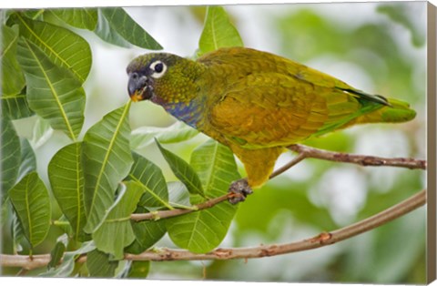 Framed Close-up of a Scaly-Headed parrot, Three Brothers River, Meeting of the Waters State Park, Pantanal Wetlands, Brazil Print