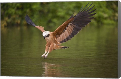 Framed Black-Collared hawk pouncing over water, Three Brothers River, Meeting of Waters State Park, Pantanal Wetlands, Brazil Print