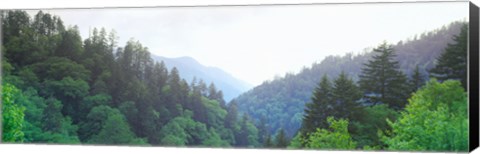 Framed Trees with a mountain range in the background, Great Smoky Mountains National Park, Tennessee, USA Print