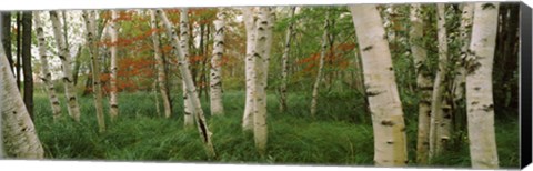 Framed Downy birch trees in a forest, Wild Gardens of Acadia, Acadia National Park, Maine Print