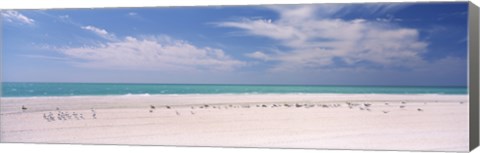 Framed Flock of seagulls on the beach, Lido Beach, St. Armands Key, Sarasota Bay, Florida, USA Print