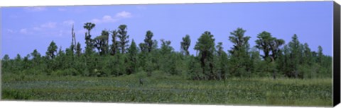 Framed Trees in a field, Suwannee Canal Recreation Area, Okefenokee National Wildlife Refug, Georgia, USA Print