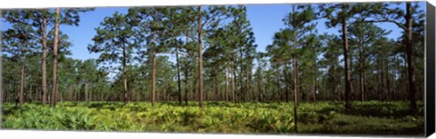 Framed Pine trees in a forest, Suwannee Canal Recreation Area, Okefenokee National Wildlife Refuge, Georgia Print